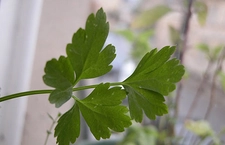 Adet Söktürücü Bitkiler ve Özellikleri Adet Söktürücü Bitkiler ve Özellikleri