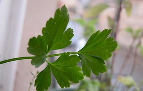 Adet Getirici Bitkilerin Kullanımı