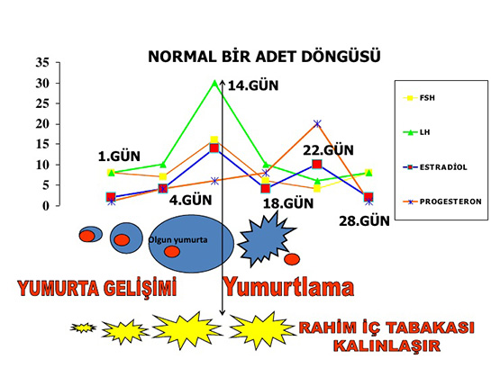 Adet Dngs