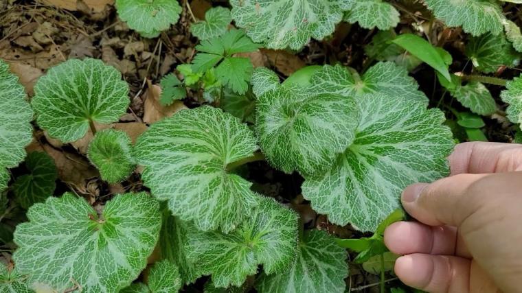 Adetliyken Testere Dişli Aslan Pençesi İçilir mi?